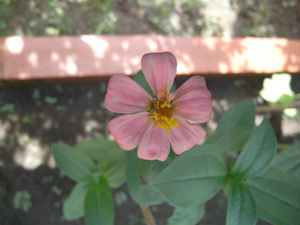 �V���O�W��