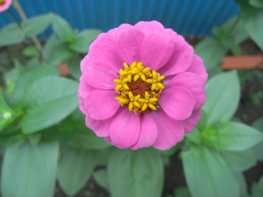 �V���P�T��