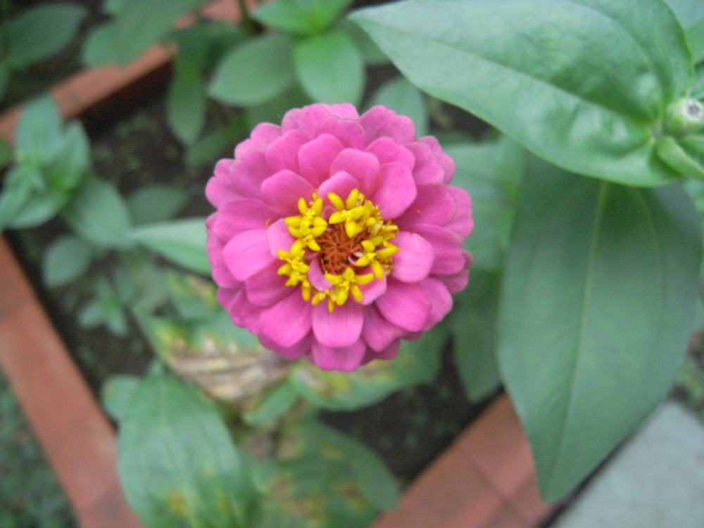 �V���P�T��