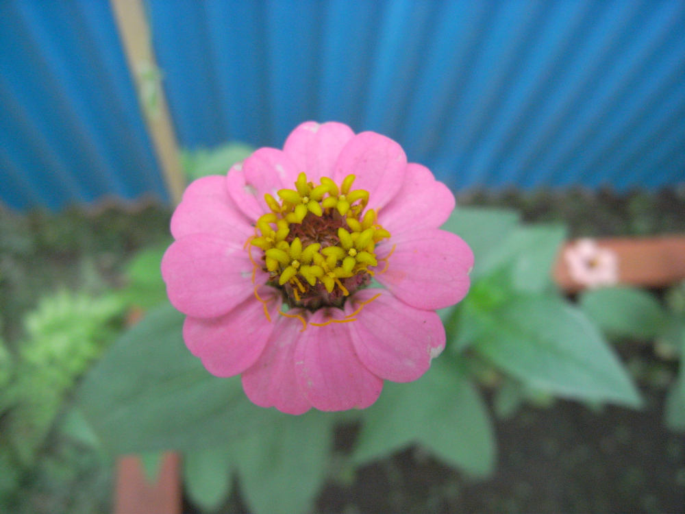 �V���P�T��