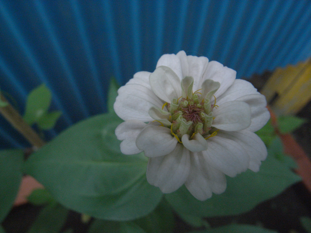 �V���P�T��