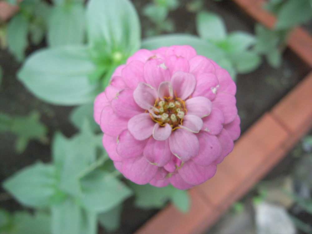 �V���P�T��