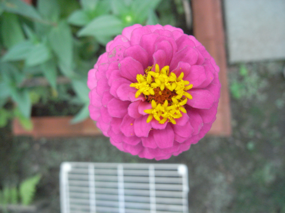 �V���R�P��