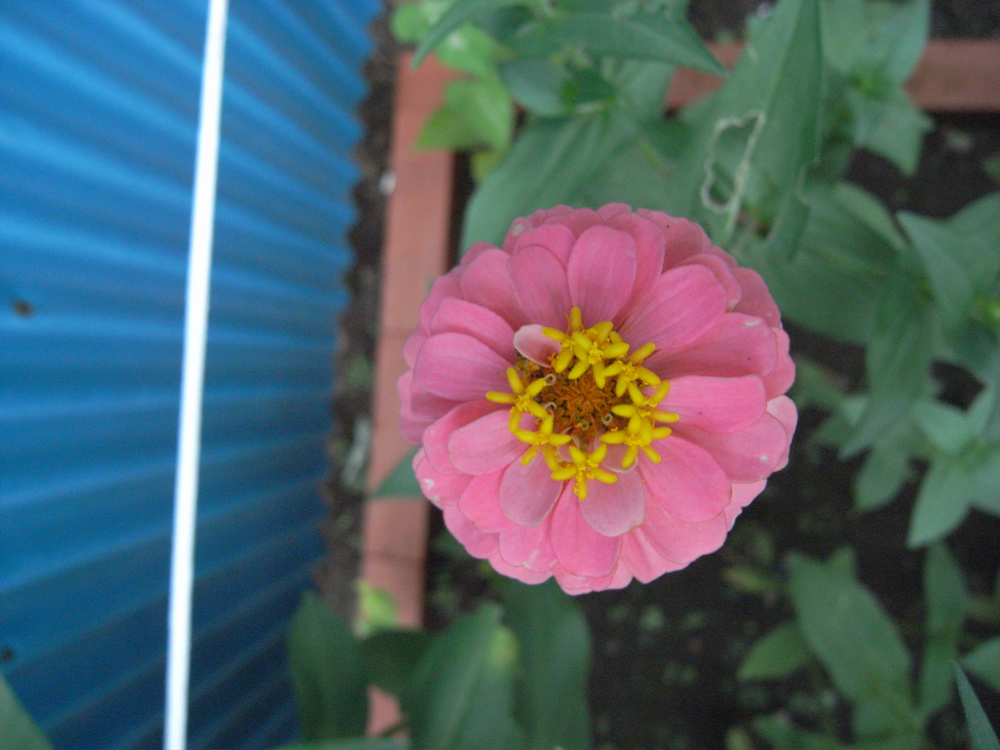 �V���R�P��