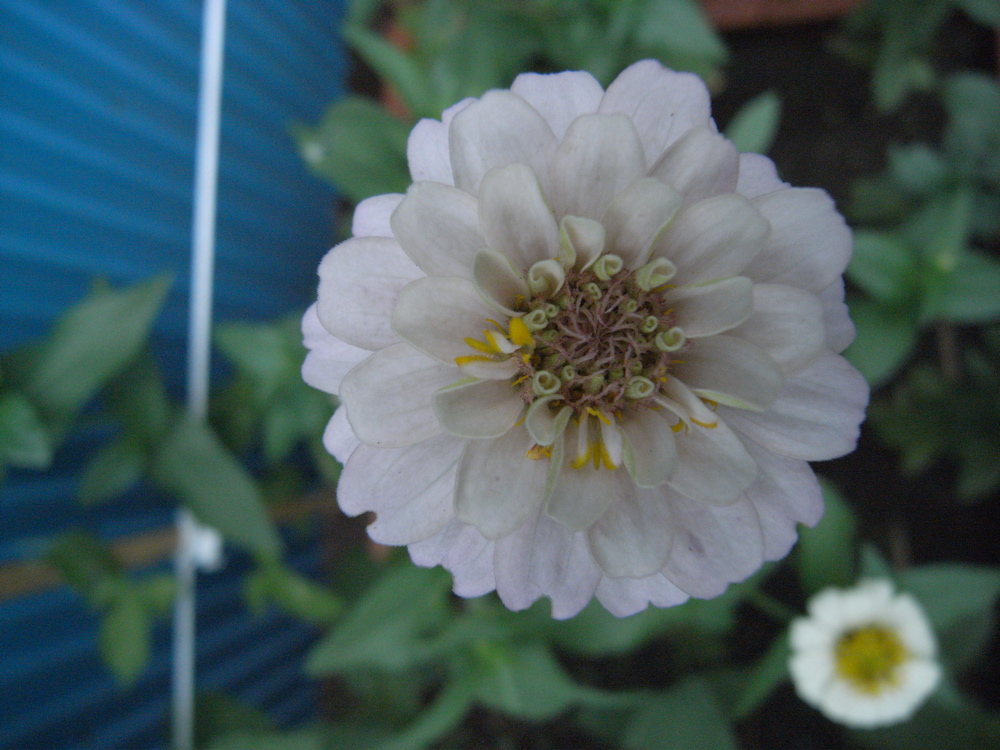 �V���R�P��