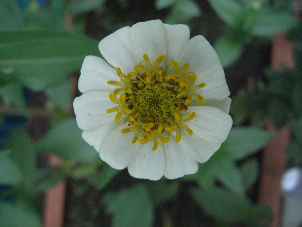 �V���R�P��