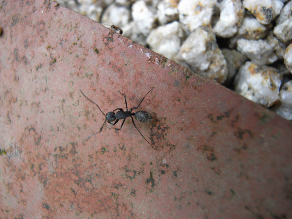 �a�i�A���j