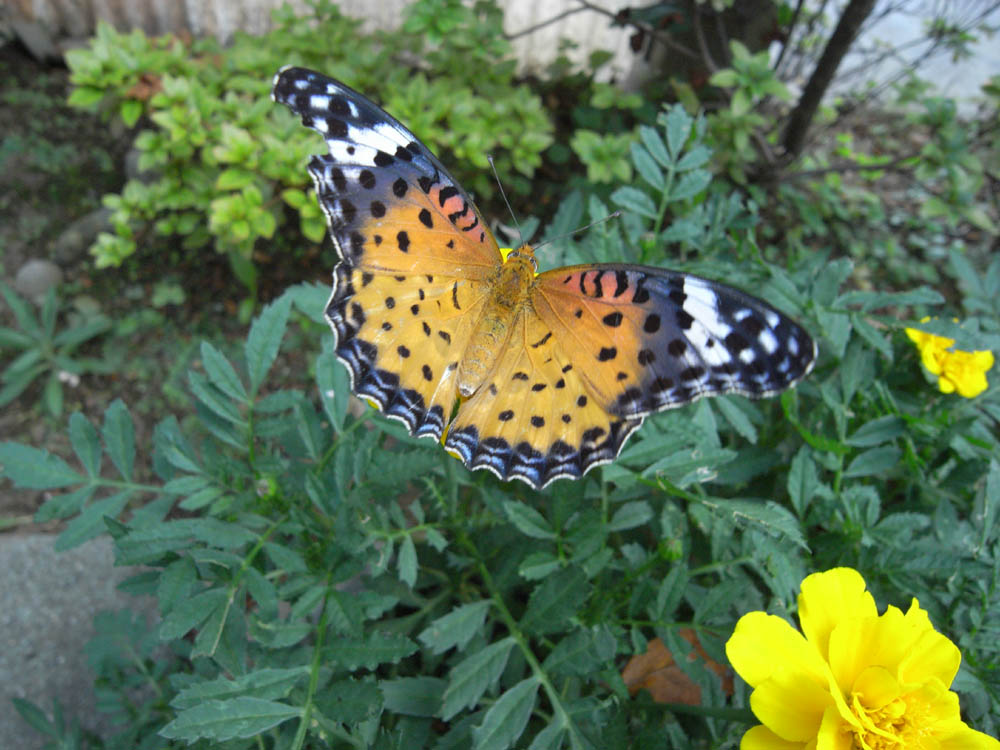 ���X���W�i�`���E�`���j