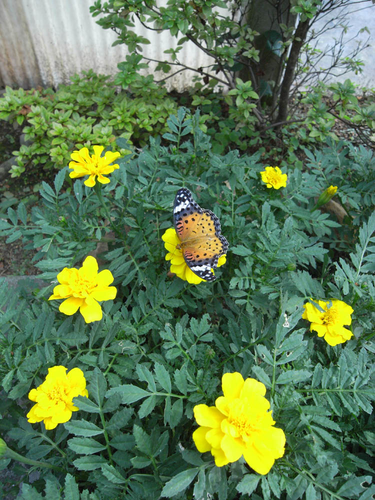 �A�Q�n�`���E�Q