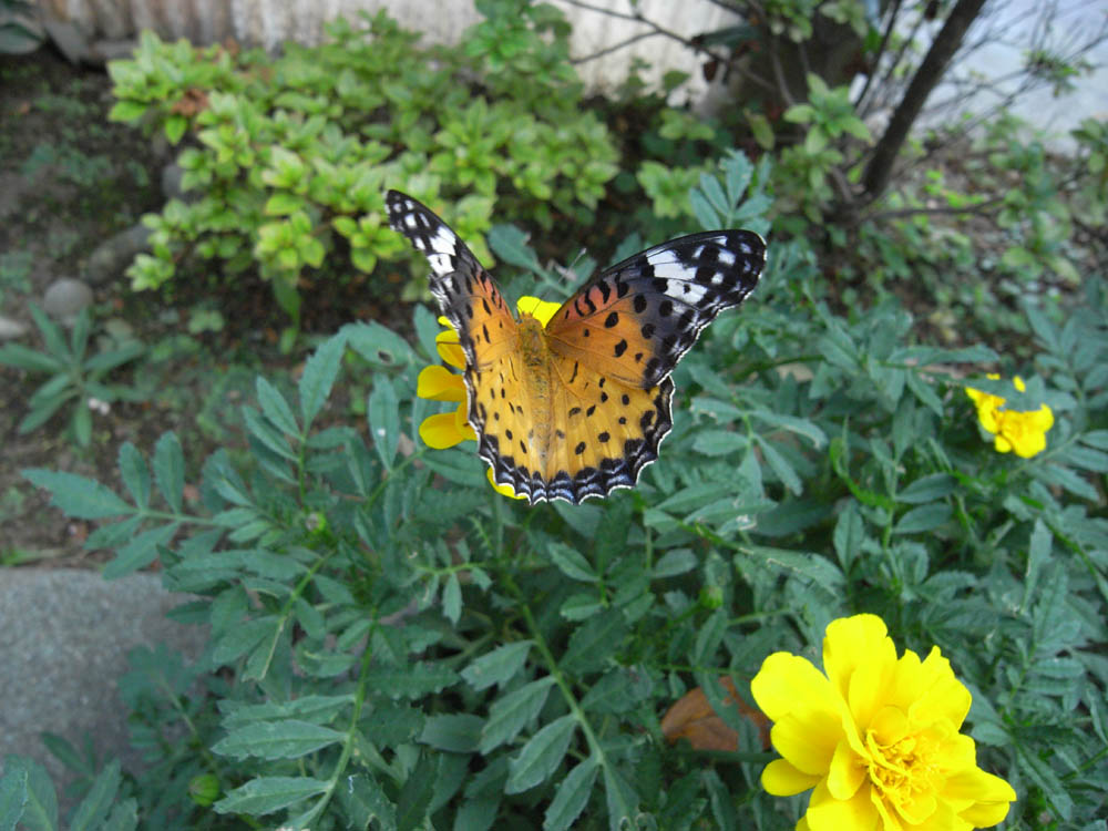 �A�Q�n�`���E�R