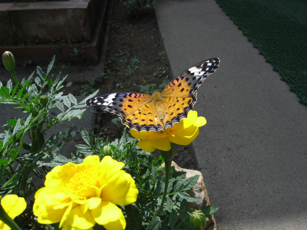 �A�Q�n�`���E�V