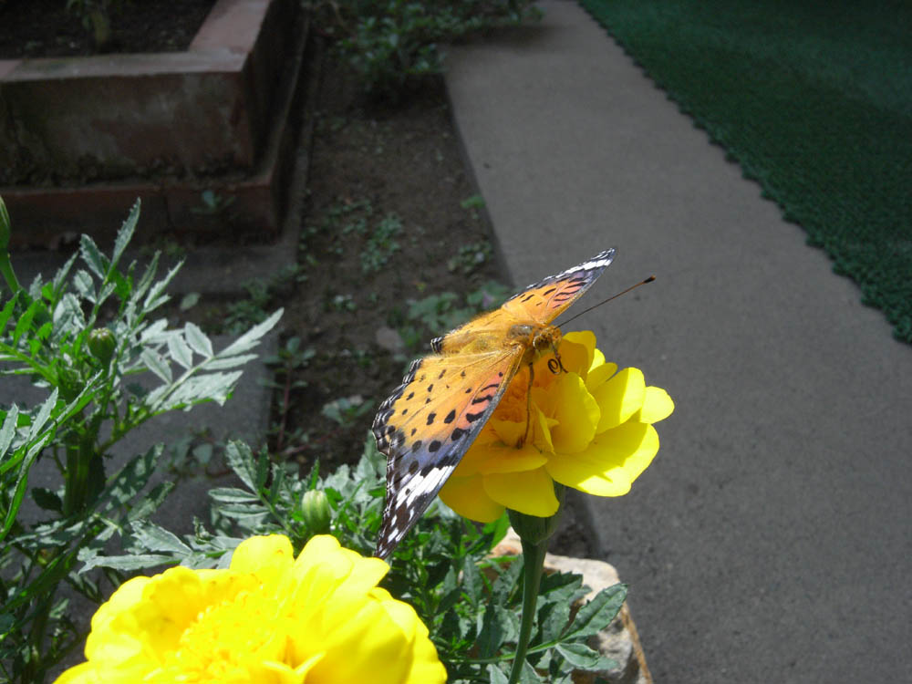 �A�Q�n�`���E�W