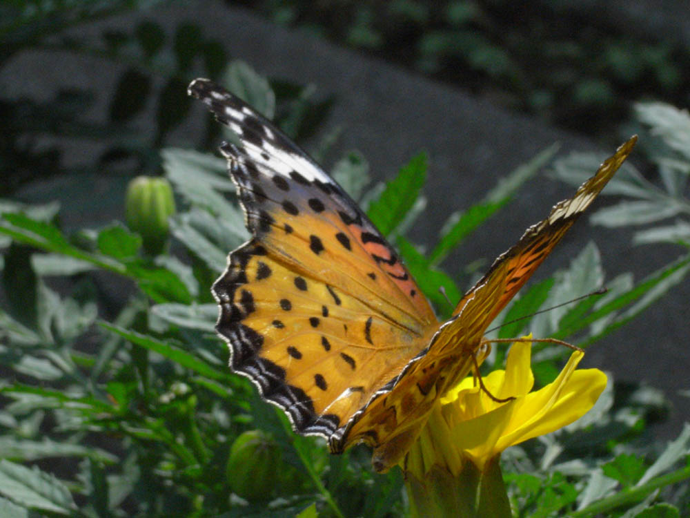 �A�Q�n�`���E�P�P