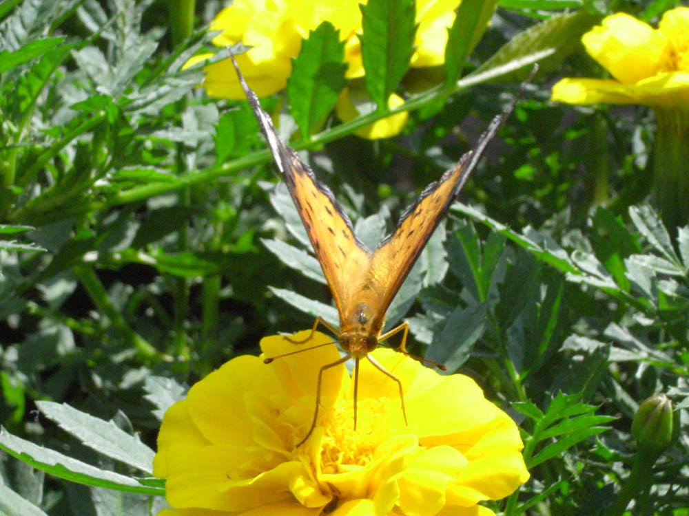 �A�Q�n�`���E�P�Q