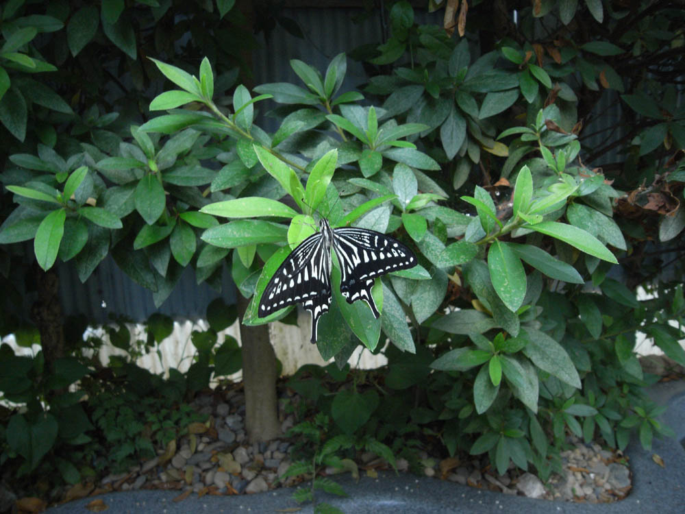 �A�Q�n�i���̂P�j