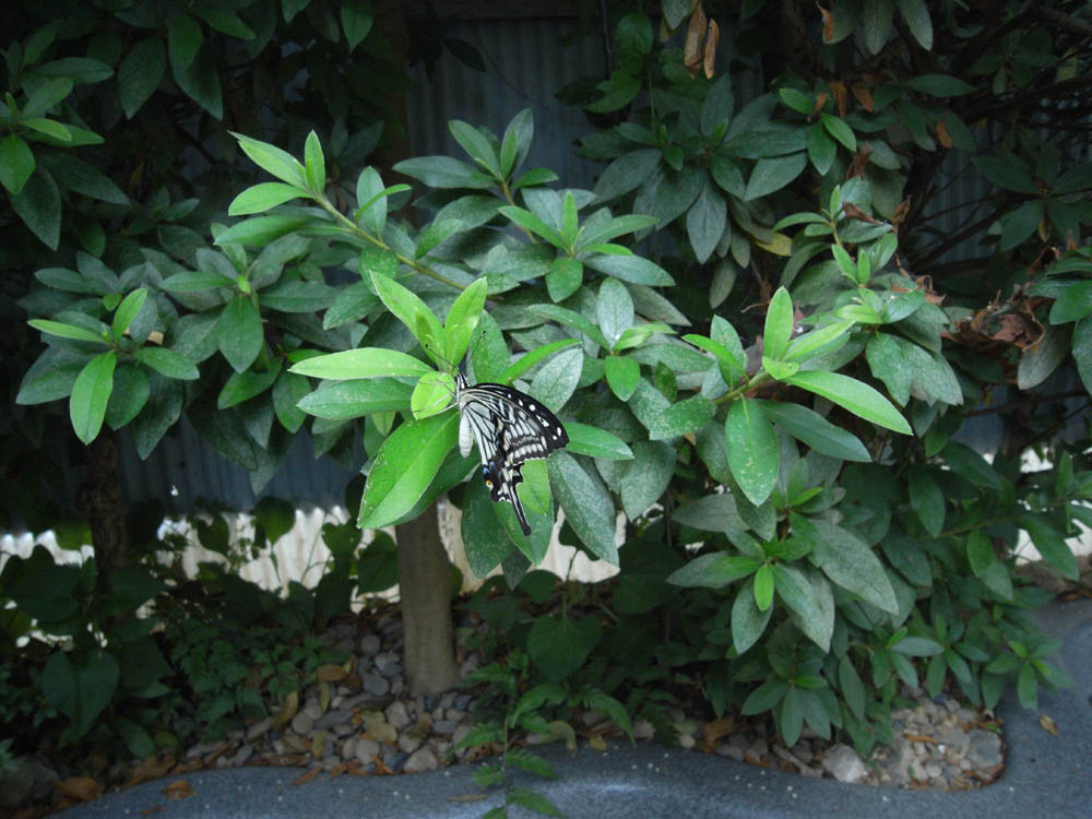 �A�Q�n�i���̂R�j