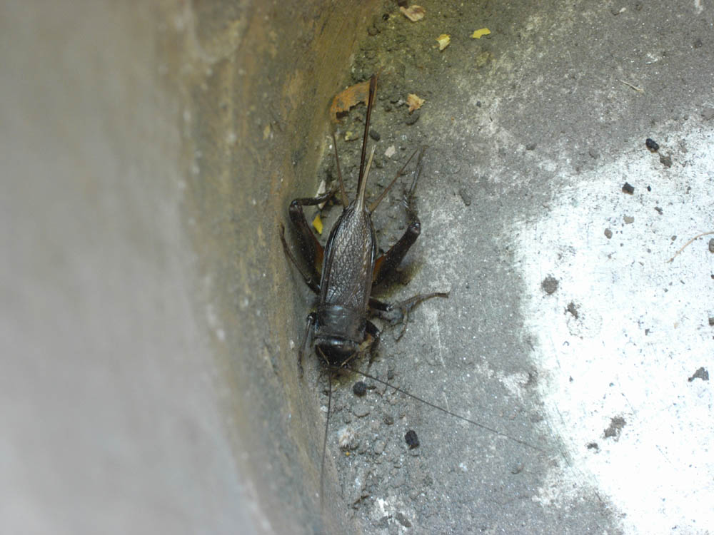 �婁i�R�I���M�j