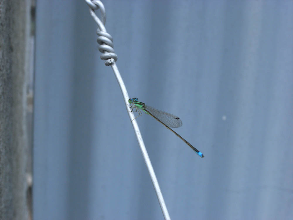 �C�g�g���{