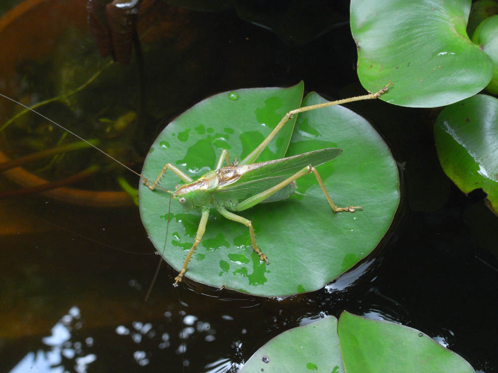 ��囁i�o�b�^�j