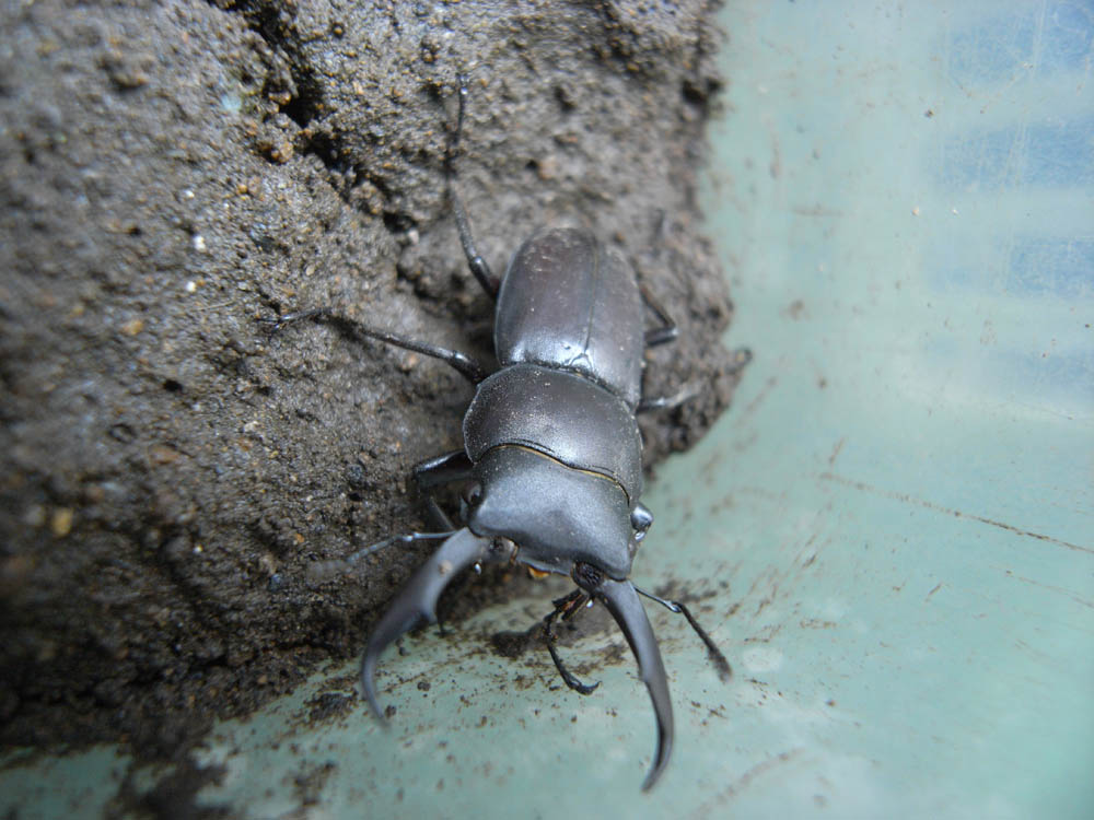 �L�`���䁕�I