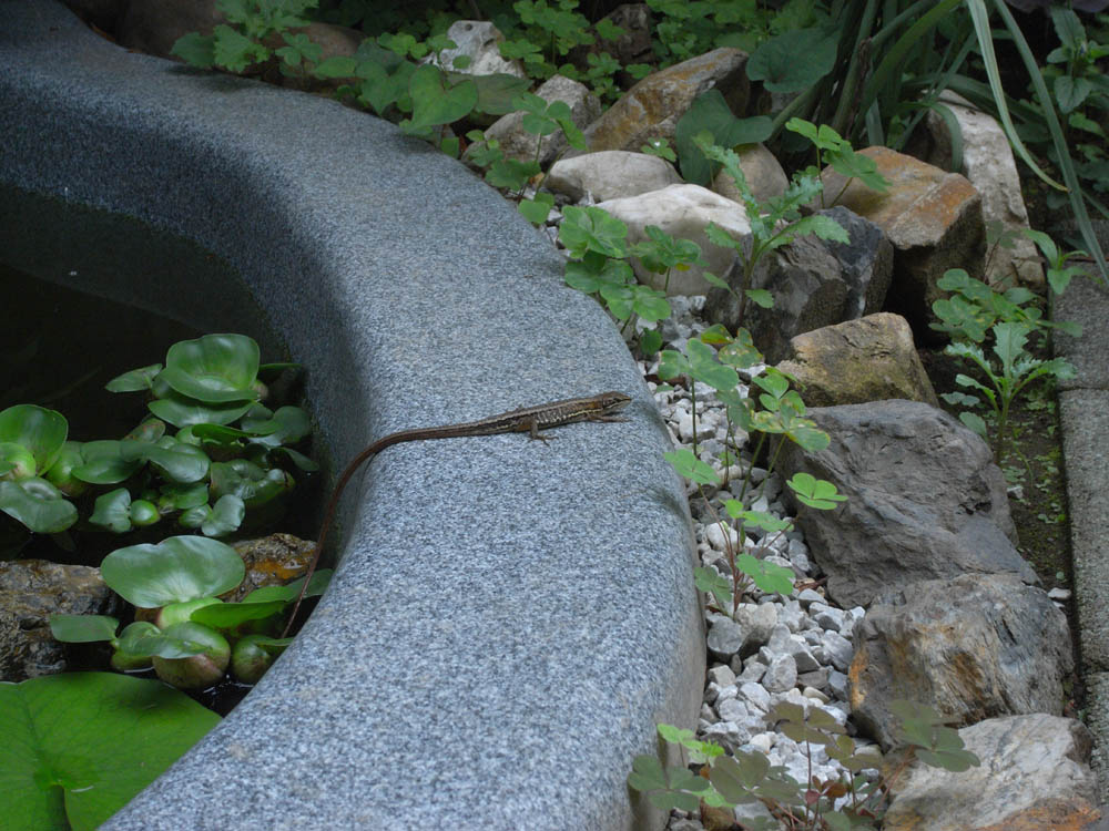 ���ցi�J�i�w�r�j