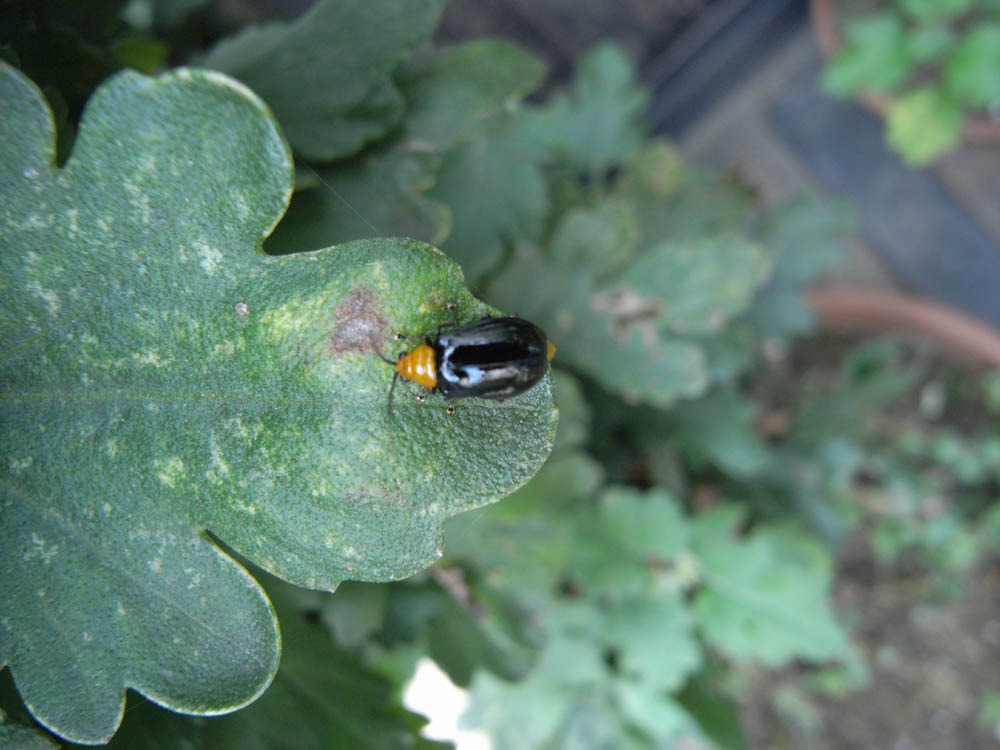 �e���g�E���V