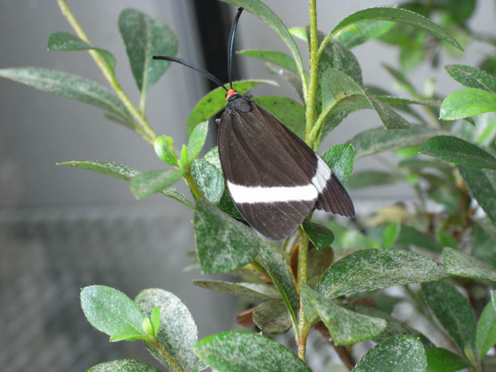 ��i���[�X�j