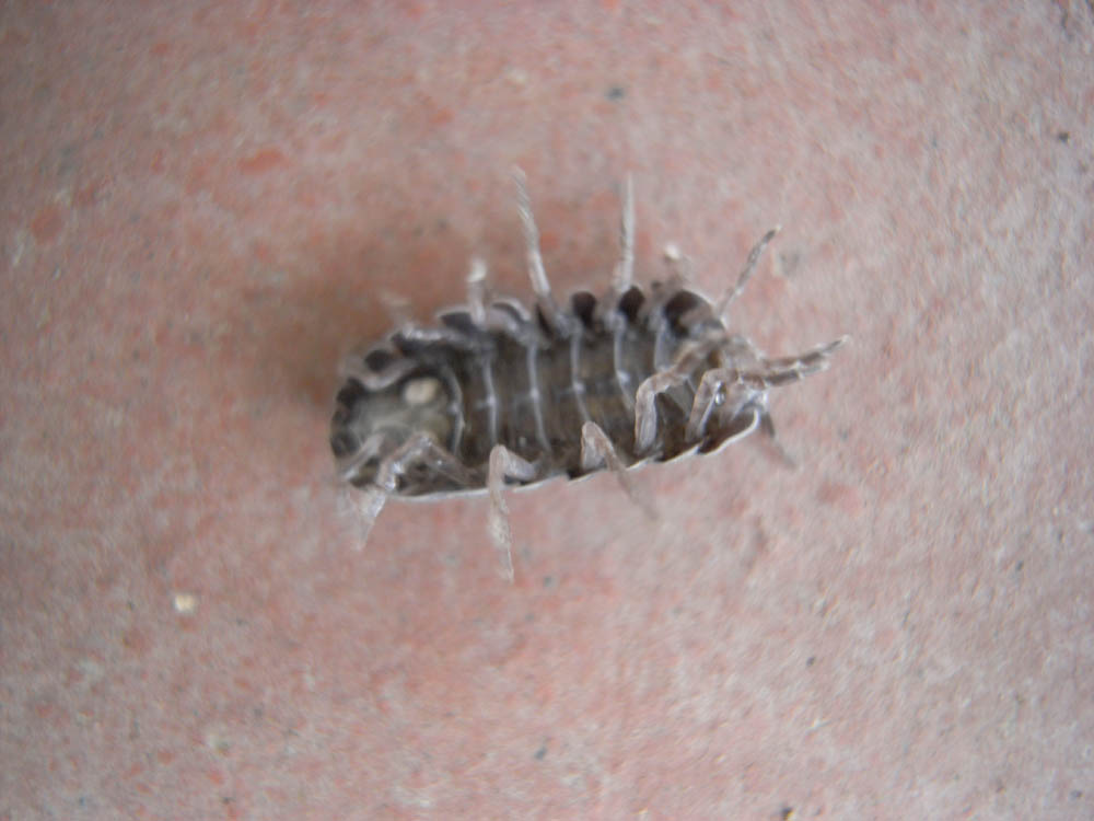 �_���S���V�U