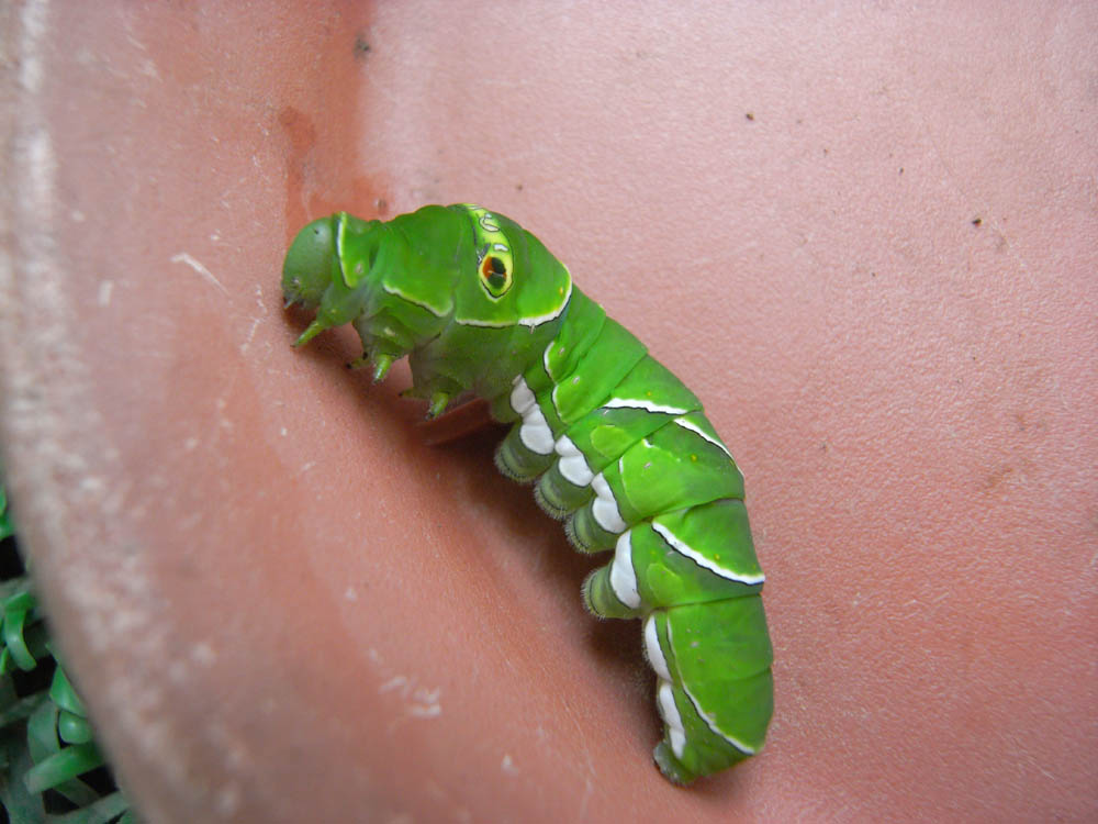 �A�Q�n�c���R