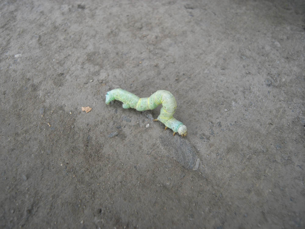 �H���̕s���H