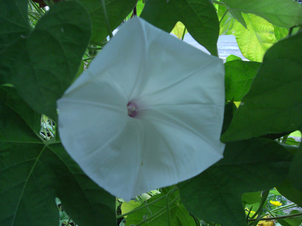 ��ցi���̂O�U�j