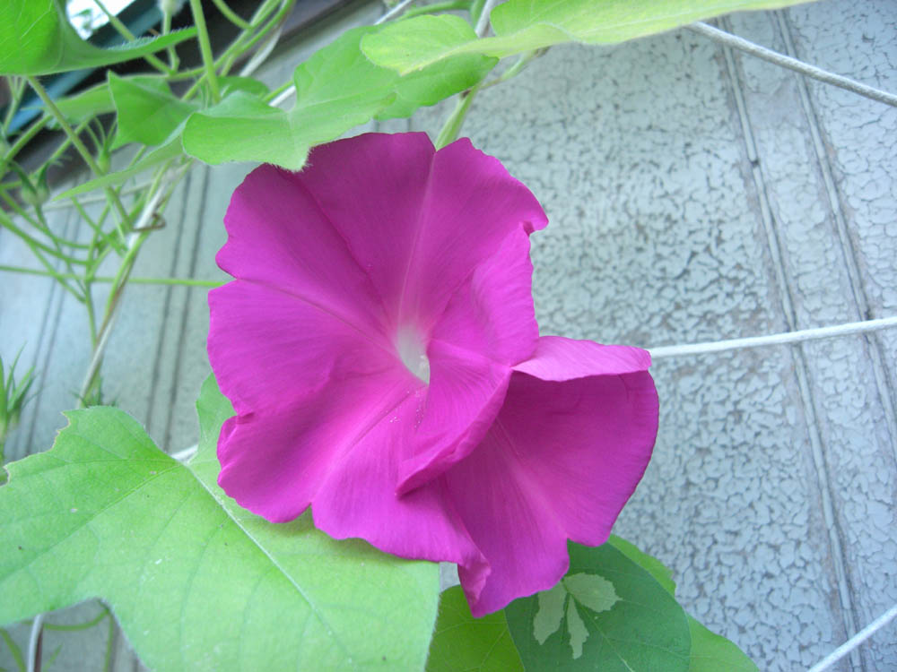 ��ցi���̂O�V�j