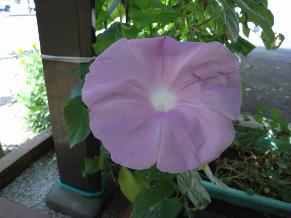 ��ցi���̂P�O�j