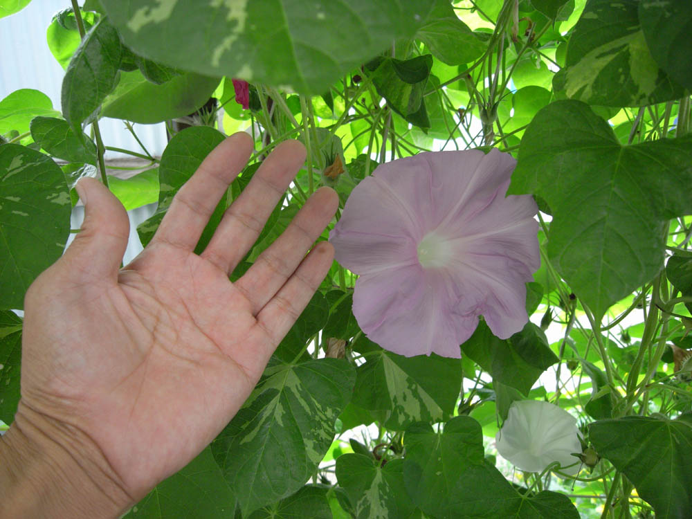 ��ցi���̂P�Q�j