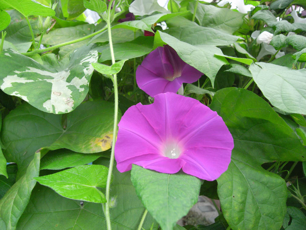 ��ցi���̂P�R�j