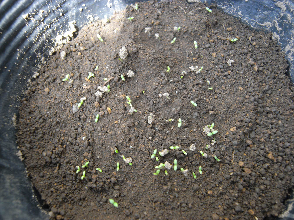 ����T�^�O�S