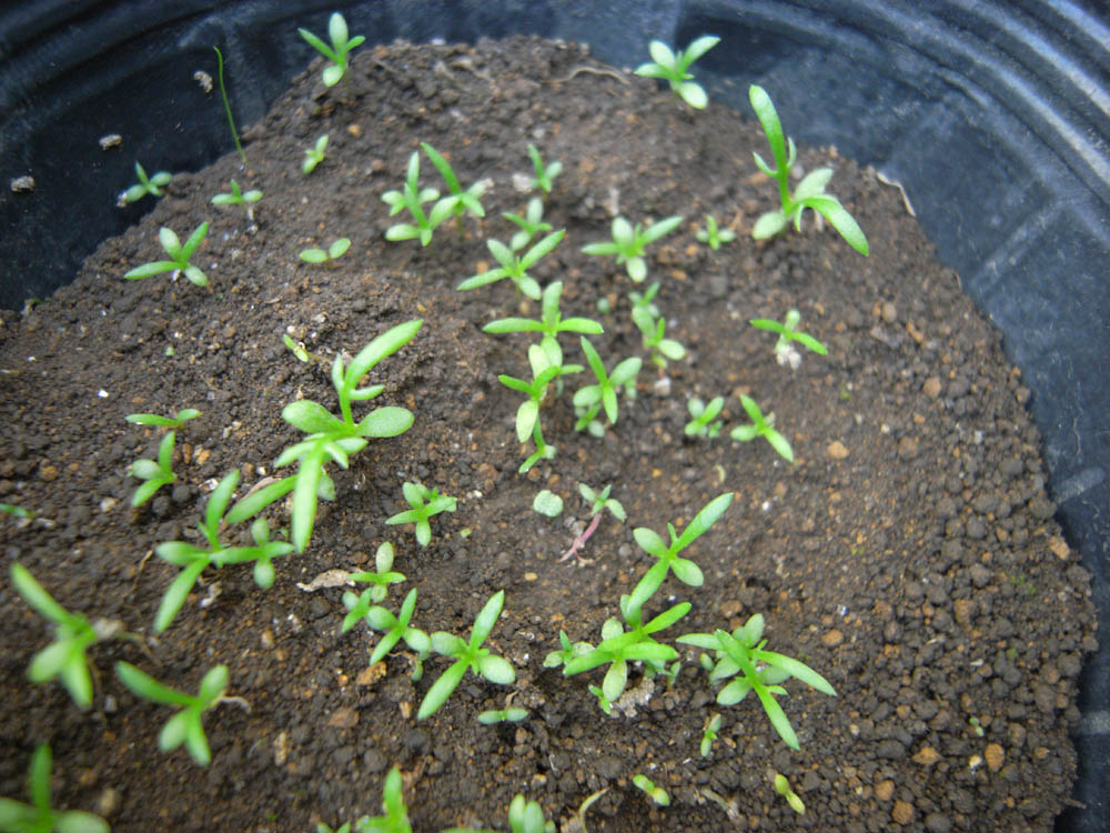 �c�̐�����P