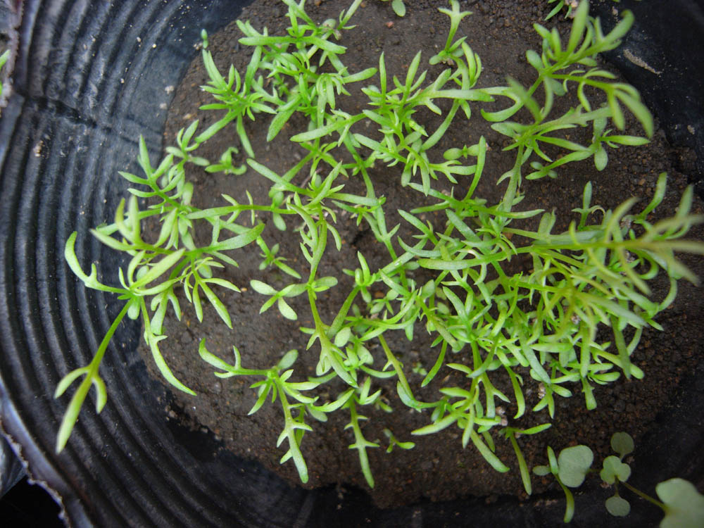 �c�̐�����Q