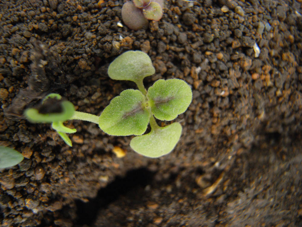 �S���t�ɐ���