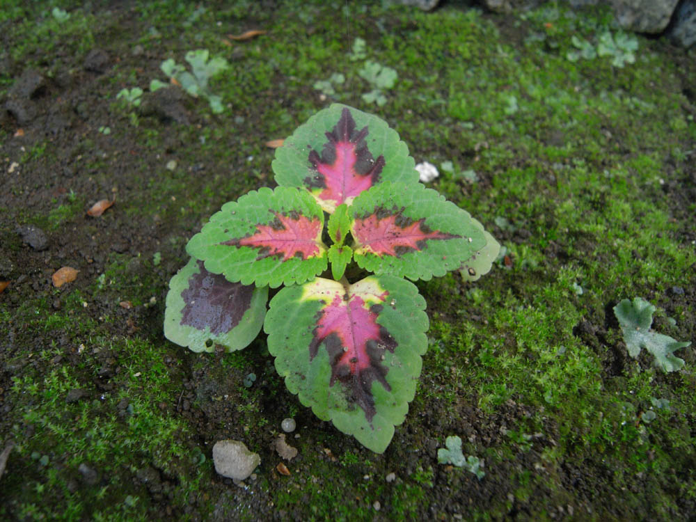 �\�������̕c