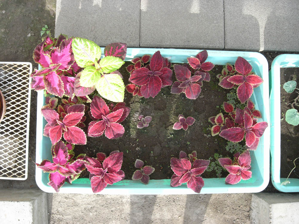 ���������̂P