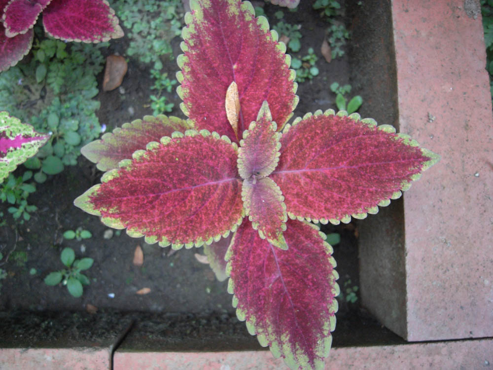 �F�����̂O�P