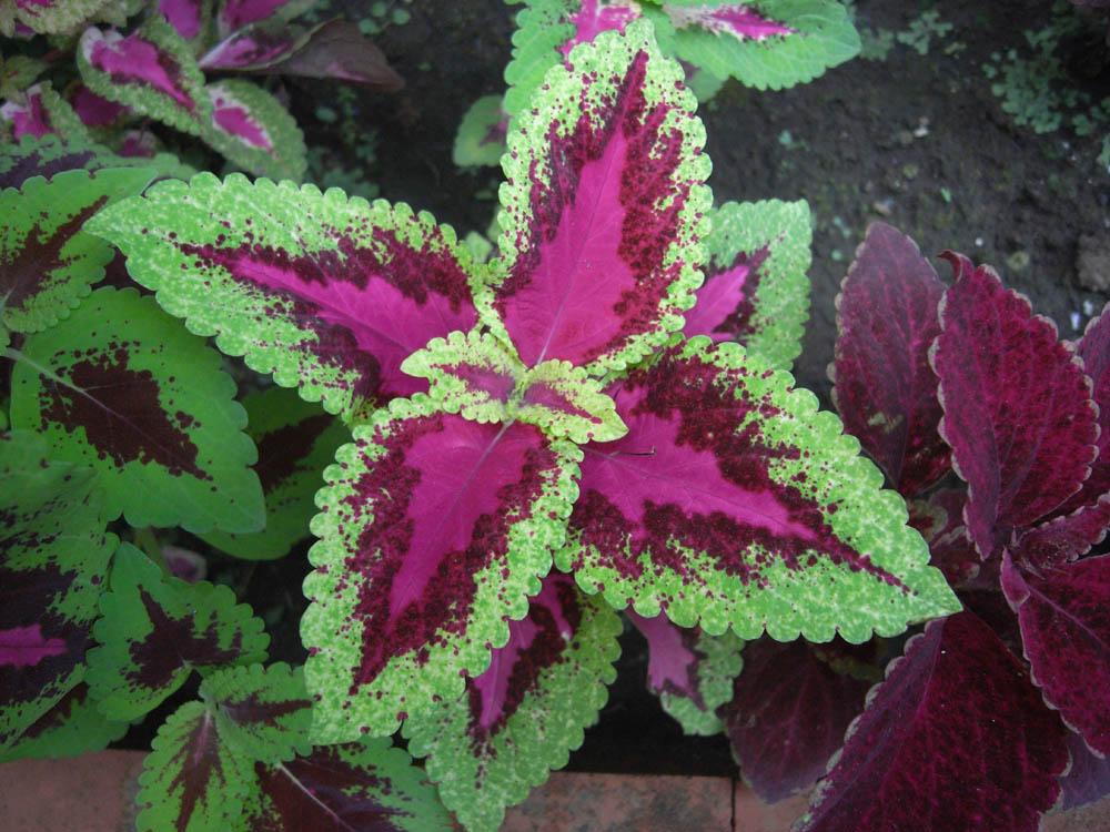 �F�����̂O�R