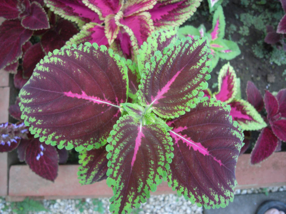 �F�����̂O�S