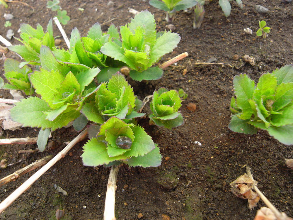 �j�[�i�V��Q�j