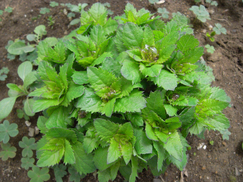 �j�[�i�V��R�j