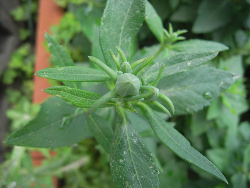 �j�[�i�ԉ�P�j