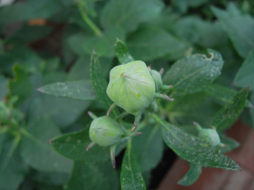 �j�[�i�ԉ�Q�j