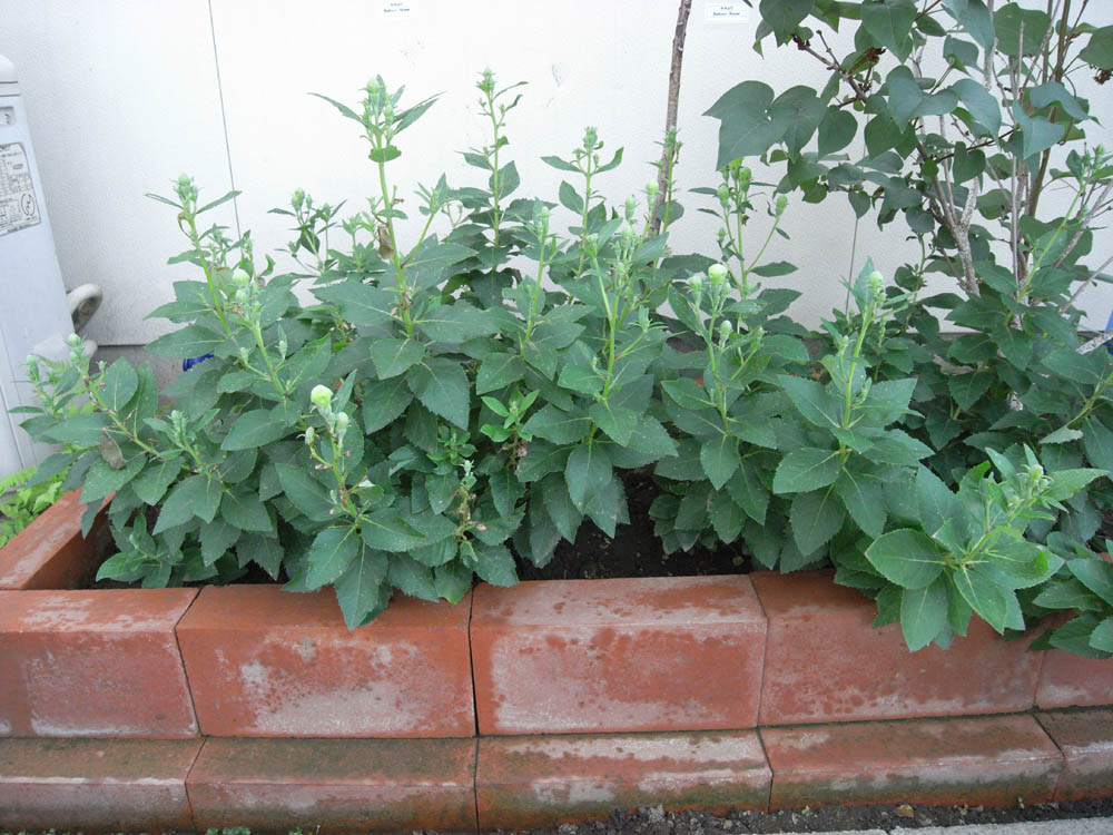 �j�[�i�ԉ�R�j