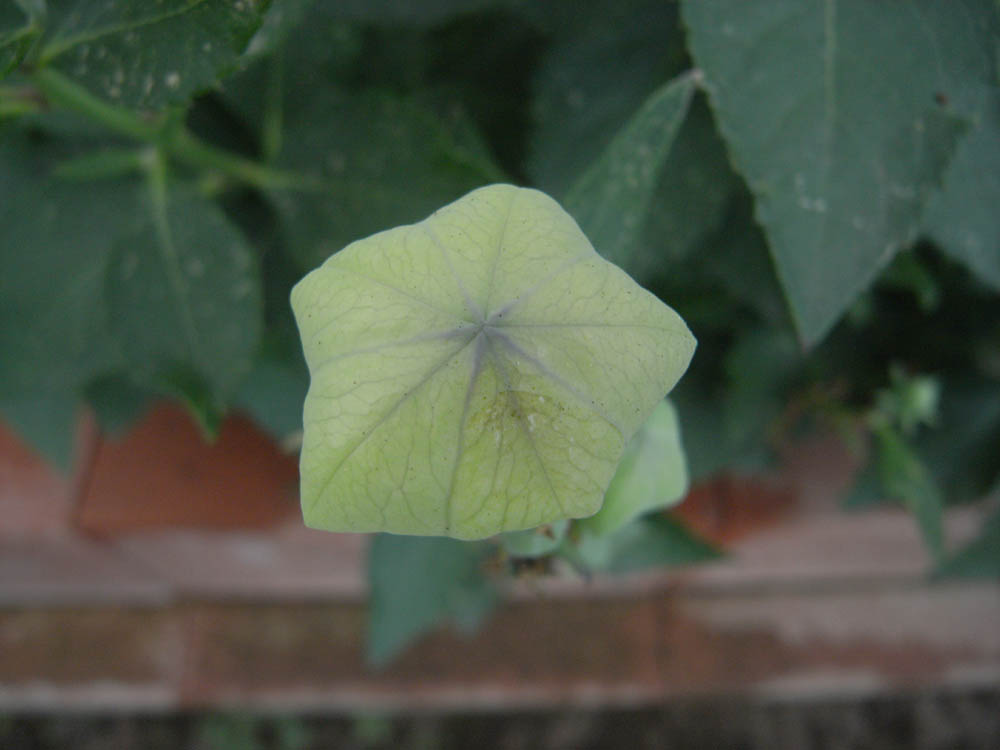 �j�[�i�ԉ�S�j